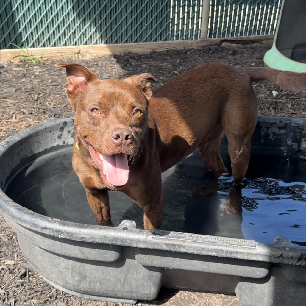 Enlarge CAPTAIN CRUNCH, a Adoptable mixed breed in Kyle, TX image 3/6