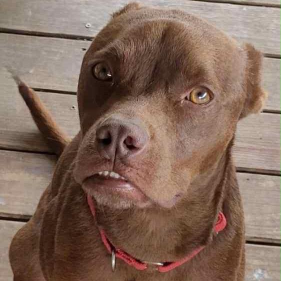 Enlarge CAPTAIN CRUNCH, a Adoptable mixed breed in Kyle, TX image 3/6