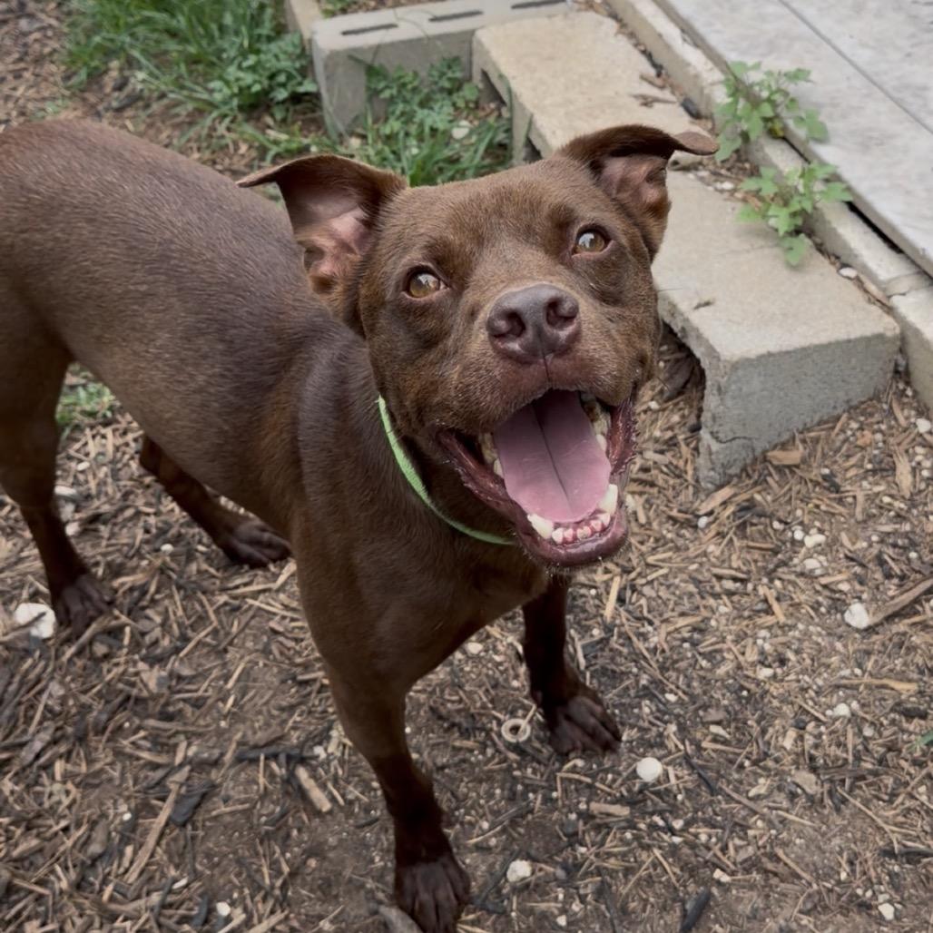 CAPTAIN CRUNCH, a Adoptable mixed breed in Kyle, TX image 4/6