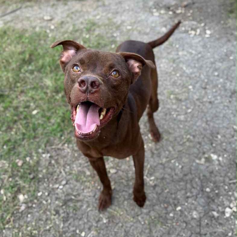 Enlarge CAPTAIN CRUNCH, a Adoptable mixed breed in Kyle, TX image 4/6