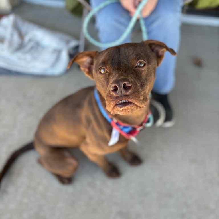 Enlarge CAPTAIN CRUNCH, a Adoptable mixed breed in Kyle, TX image 4/6