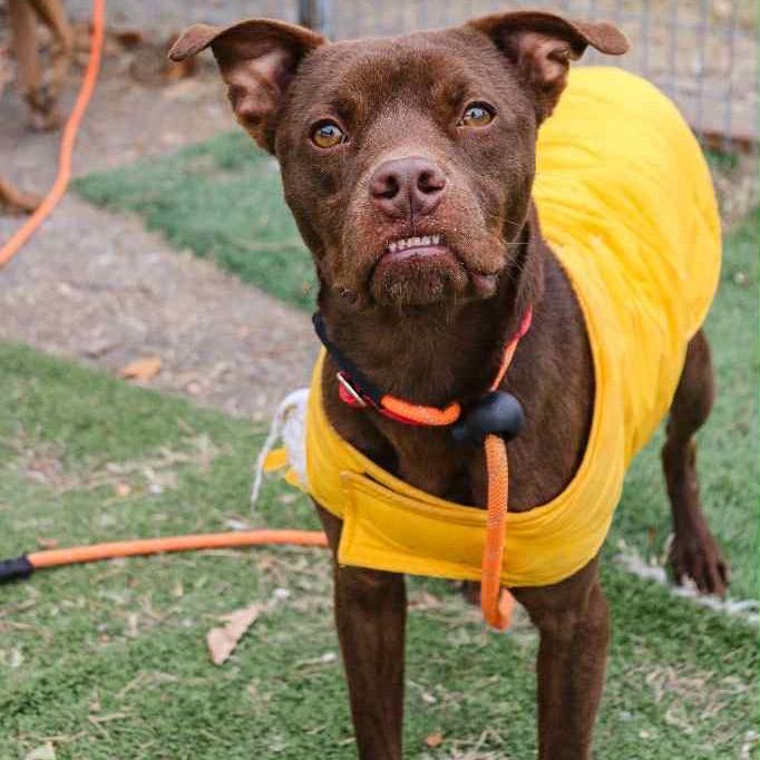 Enlarge CAPTAIN CRUNCH, a Adoptable mixed breed in Kyle, TX image 5/6
