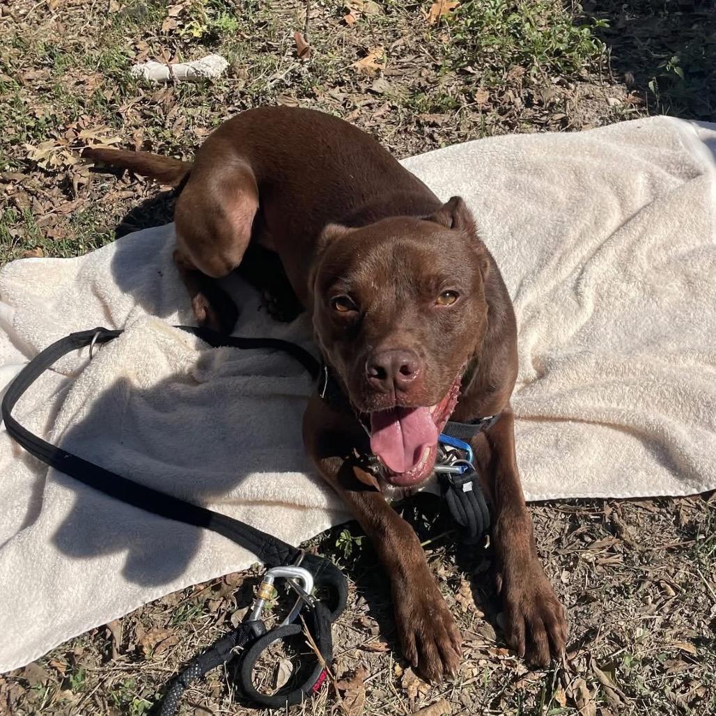 Enlarge CAPTAIN CRUNCH, a Adoptable mixed breed in Kyle, TX image 6/6