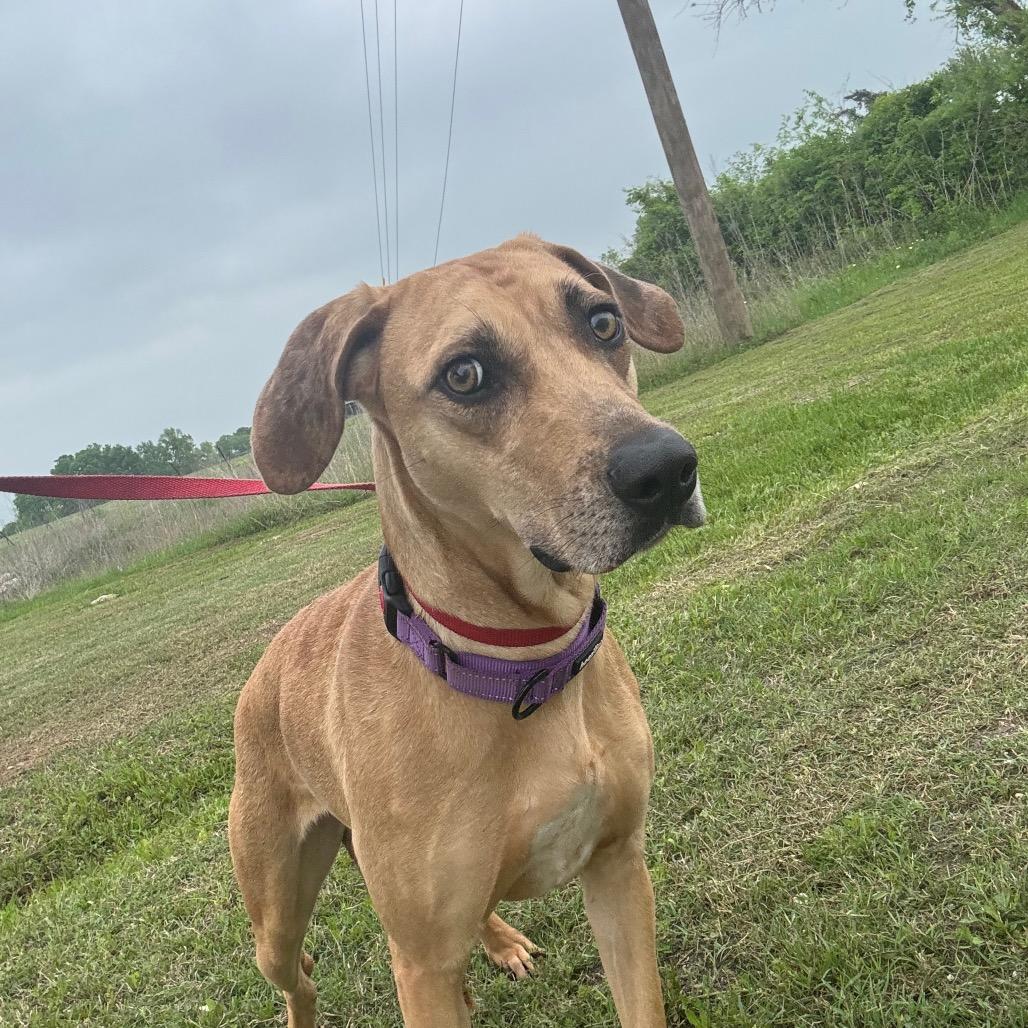 Enlarge Felix, a Adoptable mixed breed in Anderson, TX image 1/1