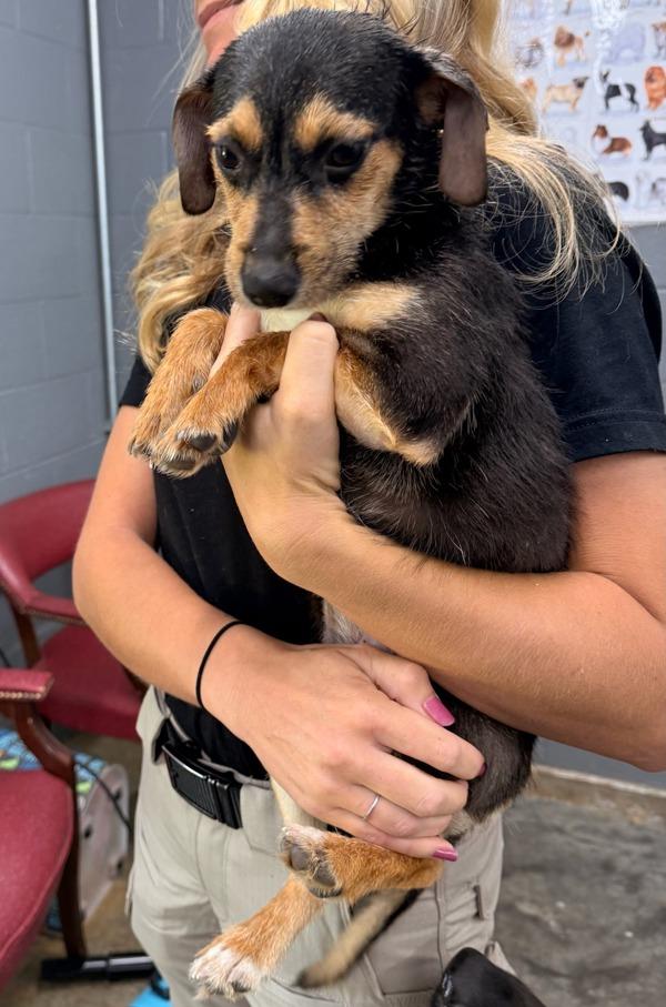 Zara, Adoptable, Puppy Female Terrier.