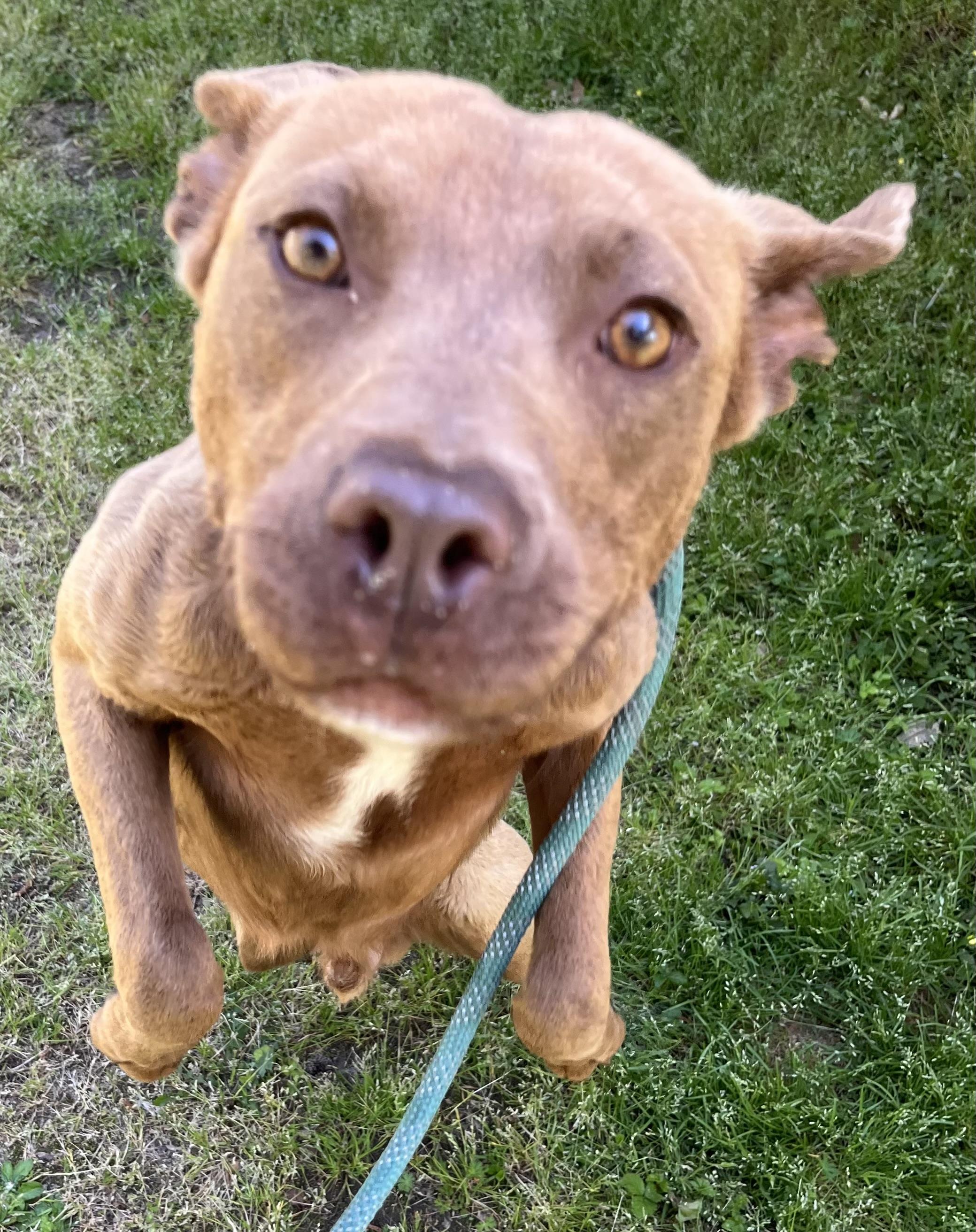 Enlarge Darwin | Courtesy post, a Adoptable mixed breed in Chesapeake, VA image 1/6