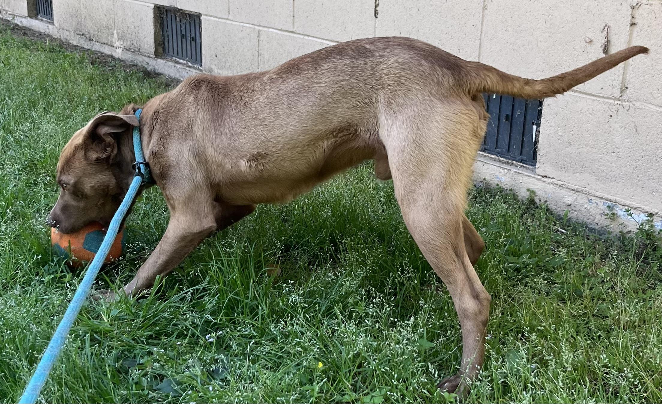 Enlarge Darwin | Courtesy post, a Adoptable mixed breed in Chesapeake, VA image 4/6