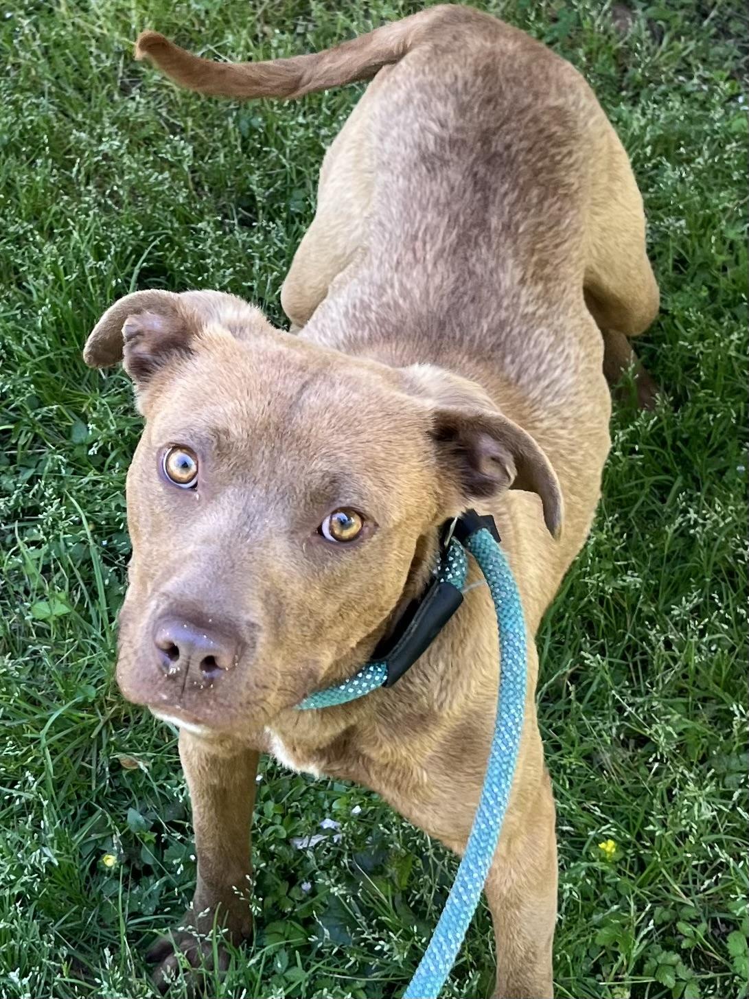 Enlarge Darwin | Courtesy post, a Adoptable mixed breed in Chesapeake, VA image 2/6