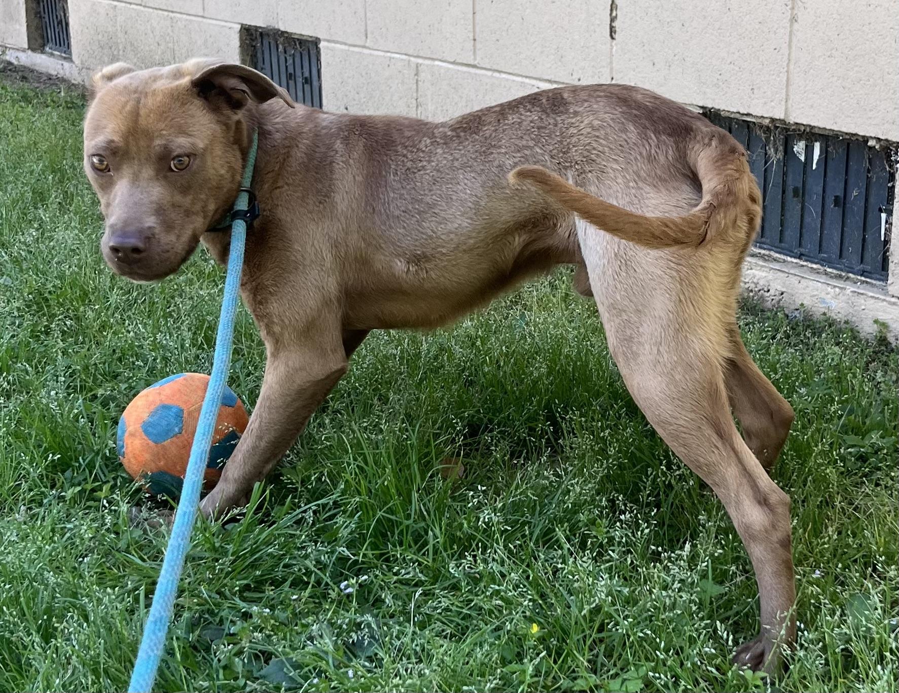 Enlarge Darwin | Courtesy post, a Adoptable mixed breed in Chesapeake, VA image 3/6