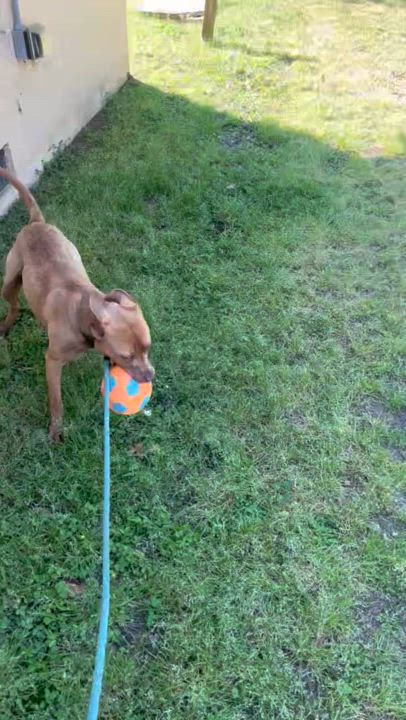 Enlarge Darwin | Courtesy post, a Adoptable mixed breed in Chesapeake, VA video 5/6