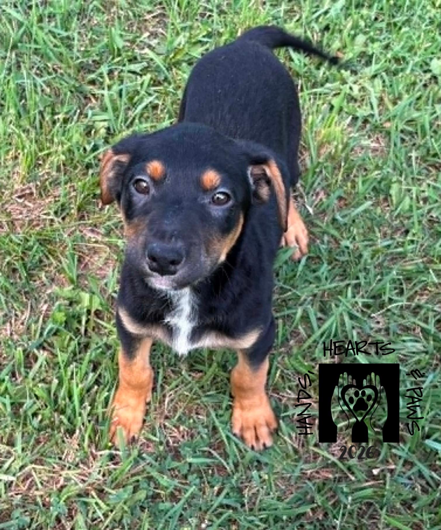 Enlarge Bennett, a ADOPTABLE mixed breed in Omaha, NE image 3/6