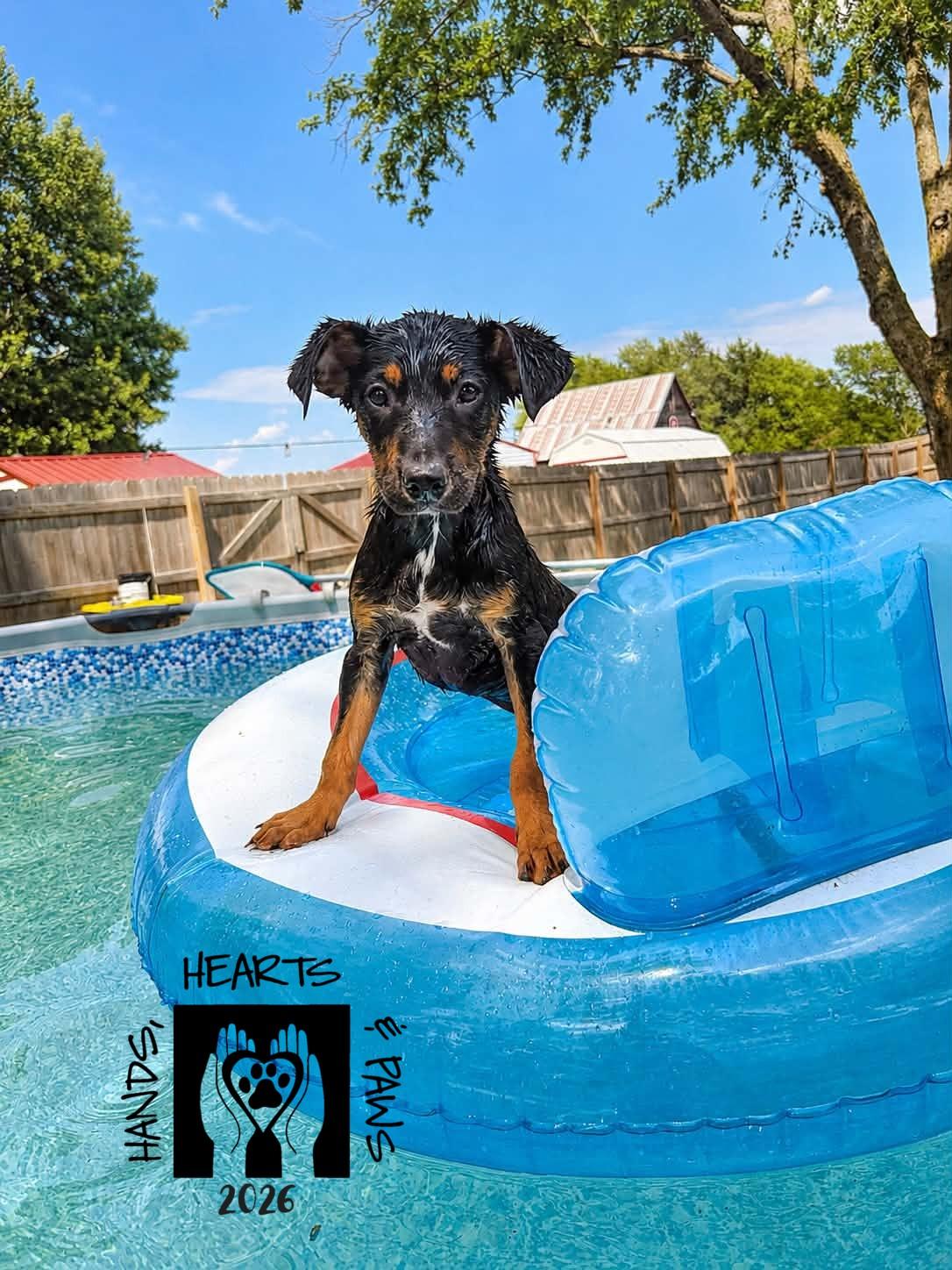 Bennett, ADOPTABLE, Puppy Male Terrier & Hound.