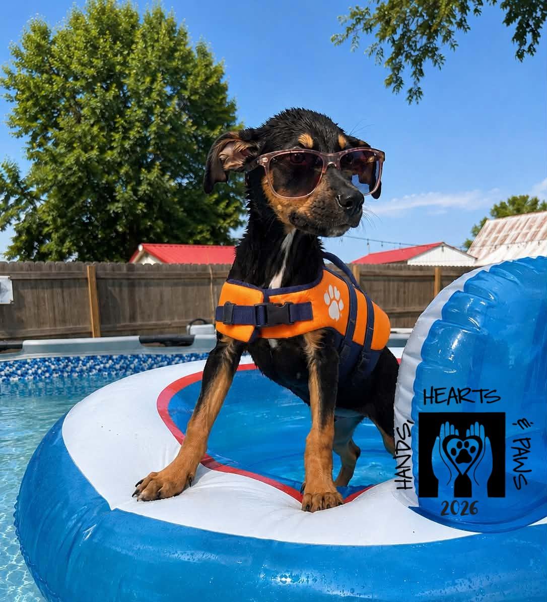 Enlarge Bennett, a ADOPTABLE mixed breed in Omaha, NE image 5/6
