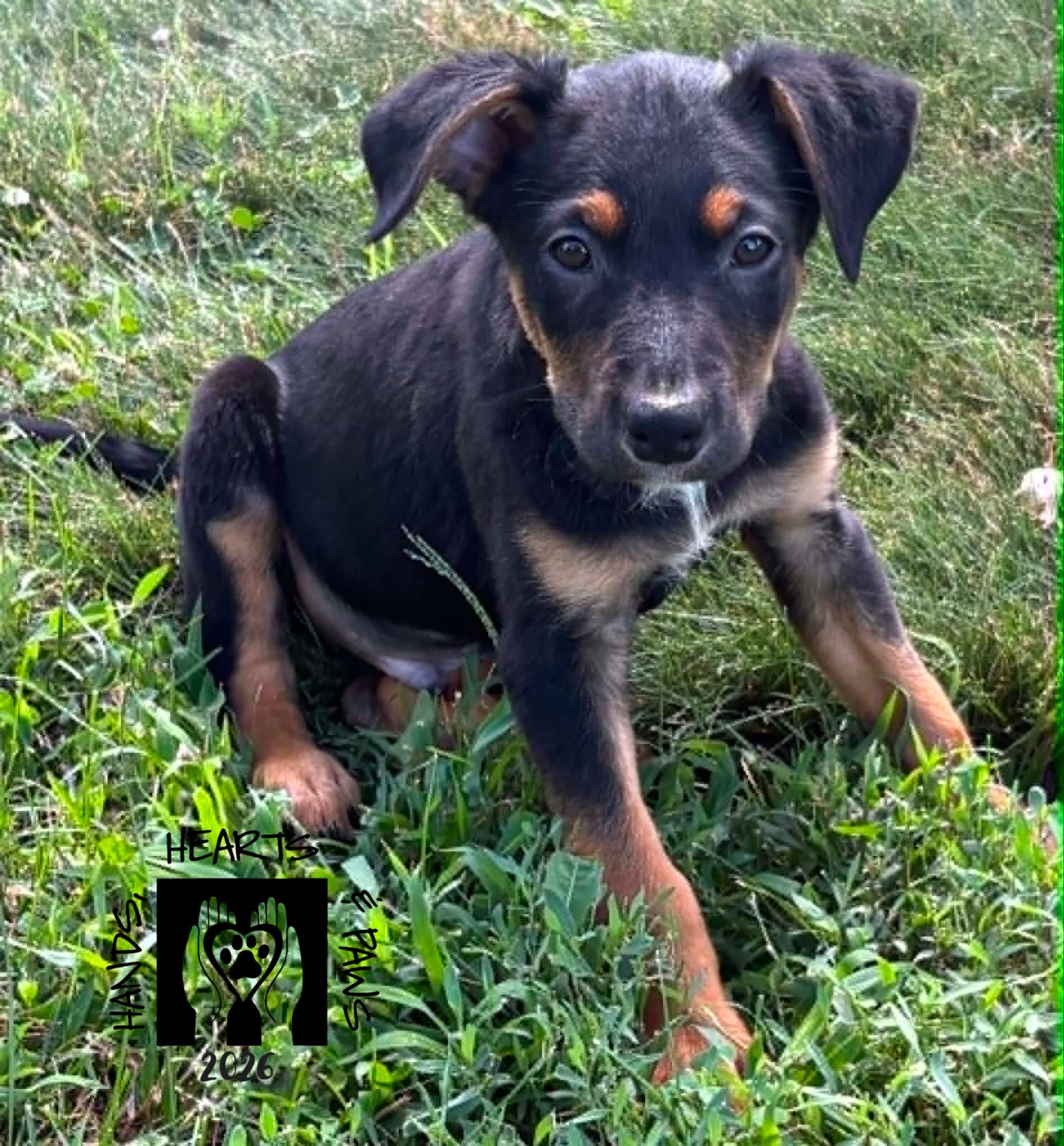 Enlarge Bennett, a ADOPTABLE mixed breed in Omaha, NE image 2/6