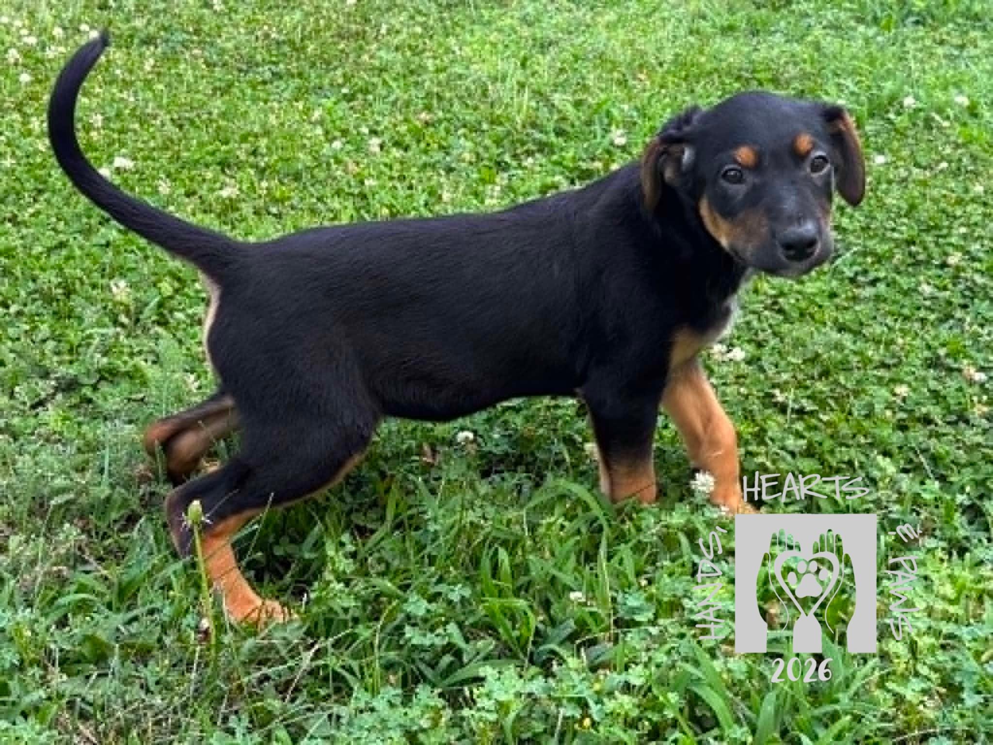 Enlarge Bennett, a ADOPTABLE mixed breed in Omaha, NE image 4/6