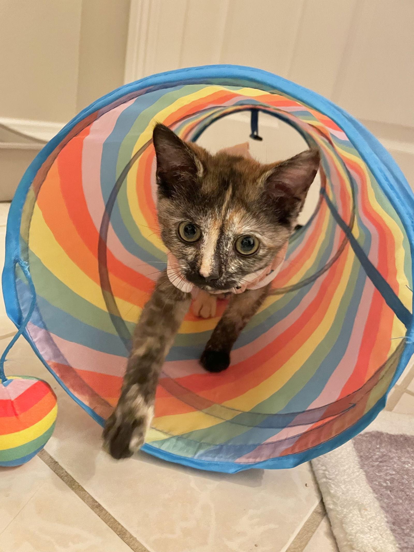 Meredith, Adopted, Kitten Female Tortoiseshell & Domestic Short Hair.