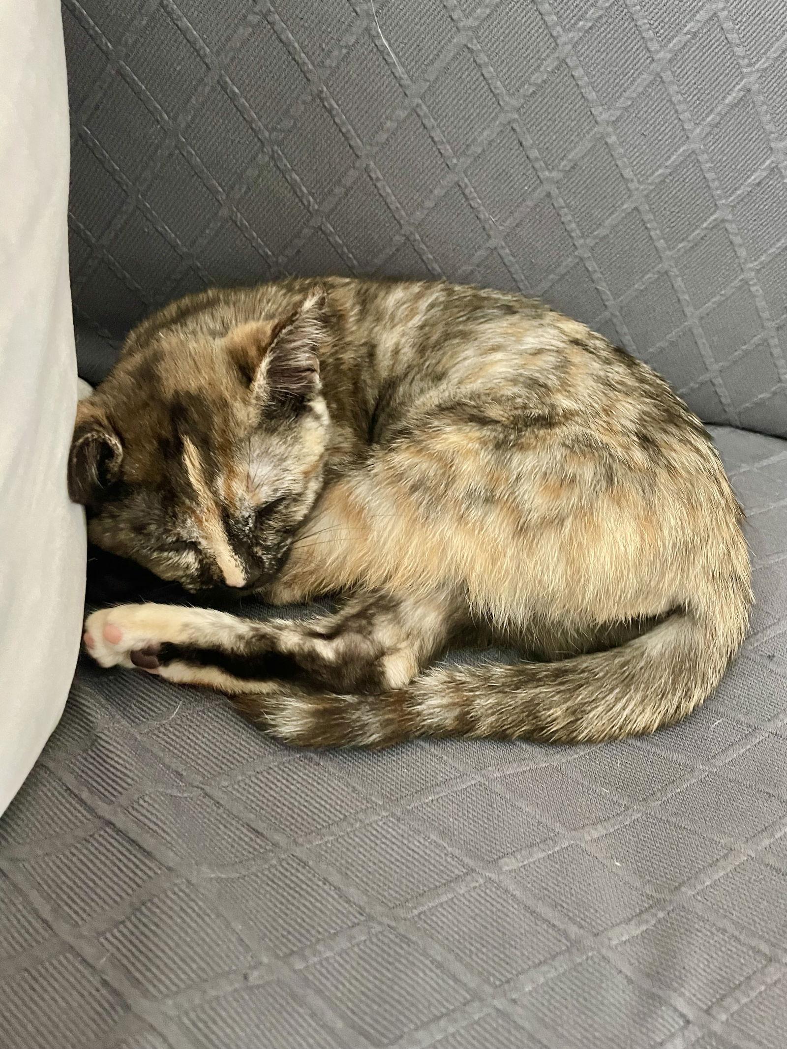 Meredith, a Adopted mixed breed in Laguna Niguel, CA image 2/3