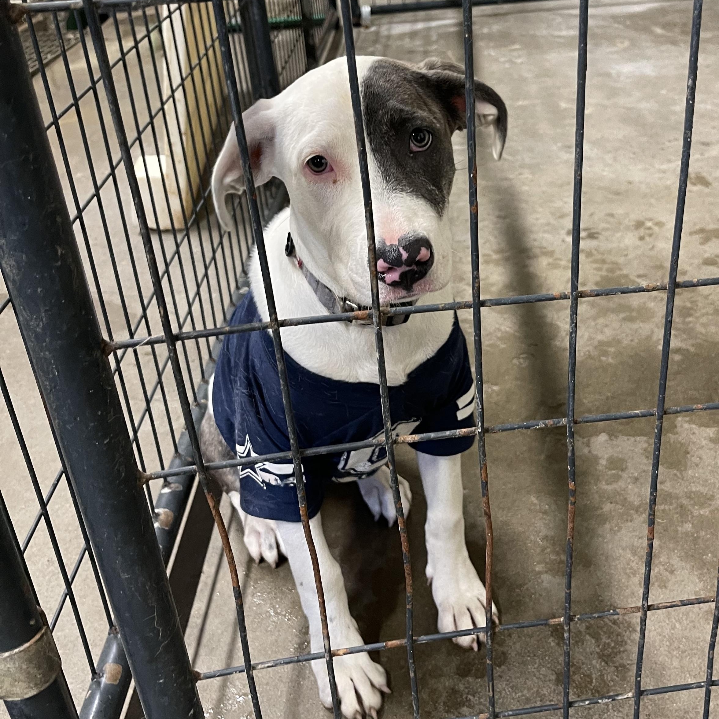 Charliee, Adopted, Puppy Female Pit Bull Terrier.