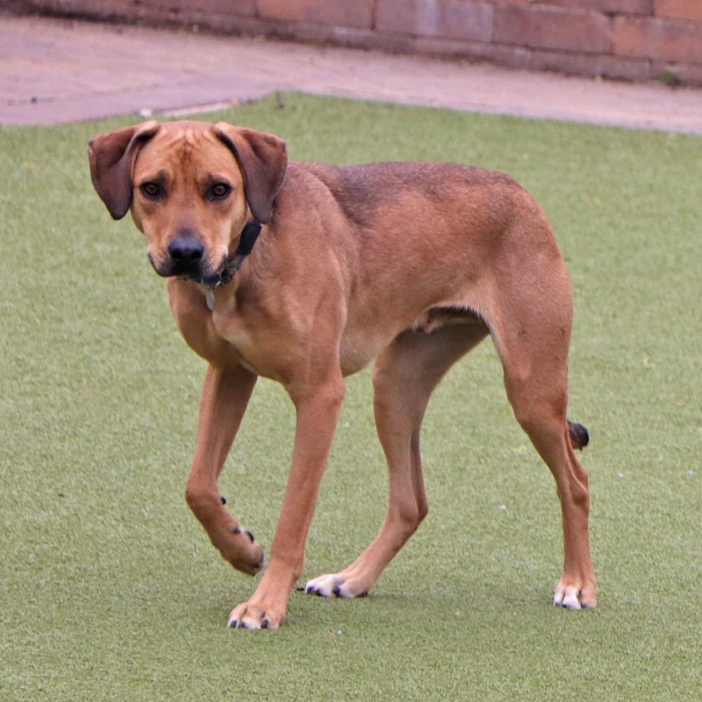 LA5875 Cain, Adoptable, Adult Male Shepherd.