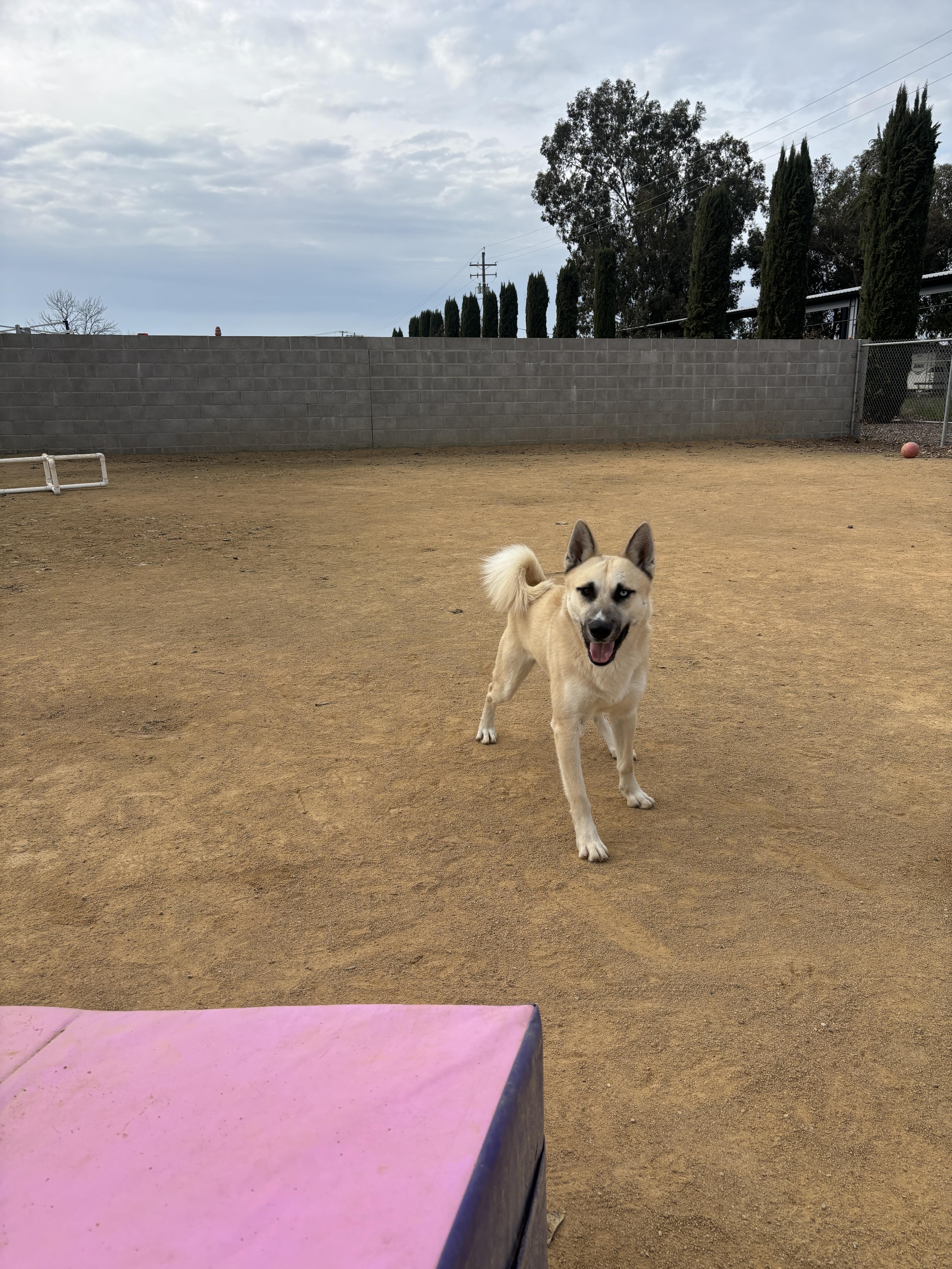 Conner, Adoptable, Young Male Husky & Anatolian Shepherd.