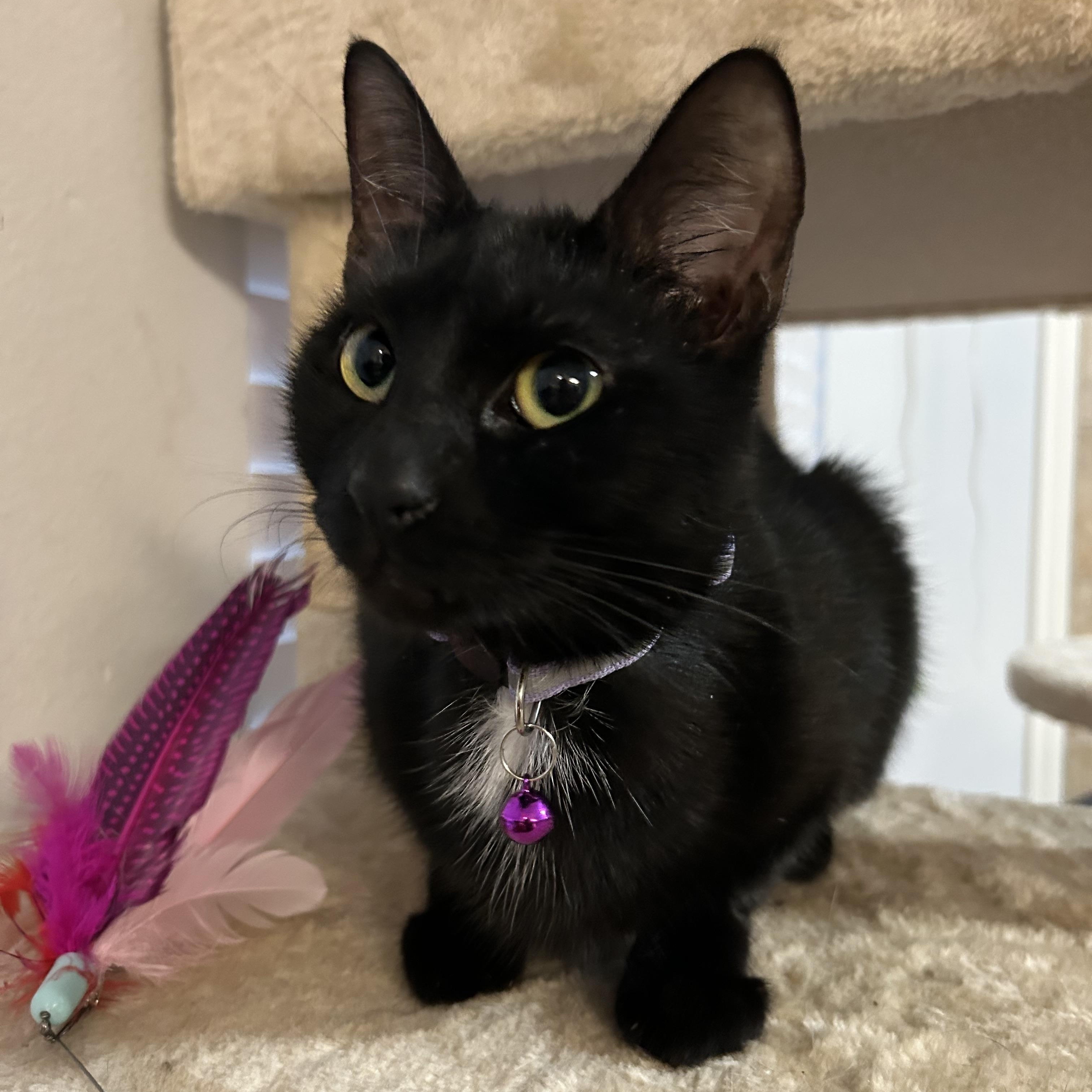 Enlarge Chocolita, a ADOPTABLE mixed breed in Brattleboro, VT image 2/6