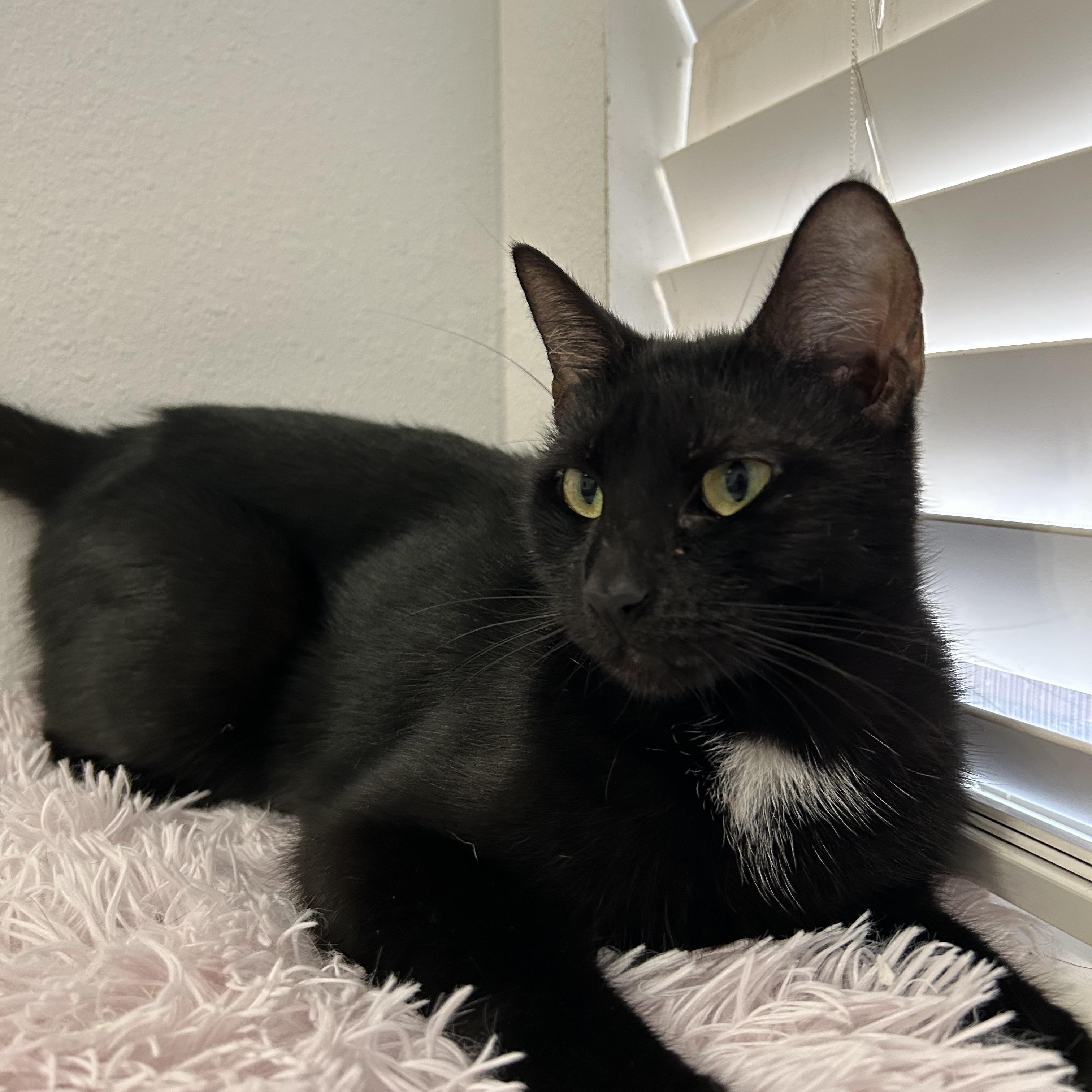 Enlarge Chocolita, a ADOPTABLE mixed breed in Brattleboro, VT image 3/6