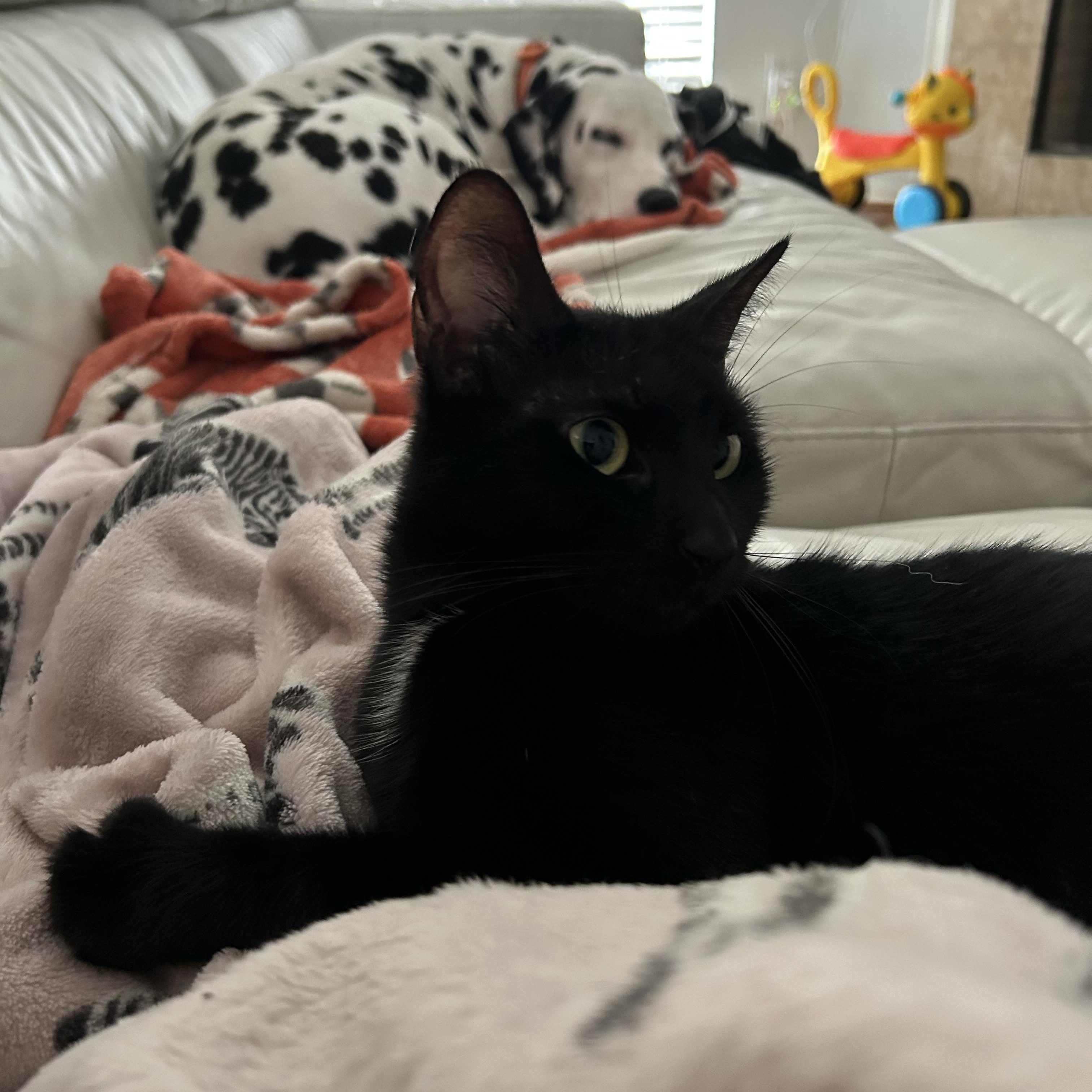 Enlarge Chocolita, a ADOPTABLE mixed breed in Brattleboro, VT image 5/6