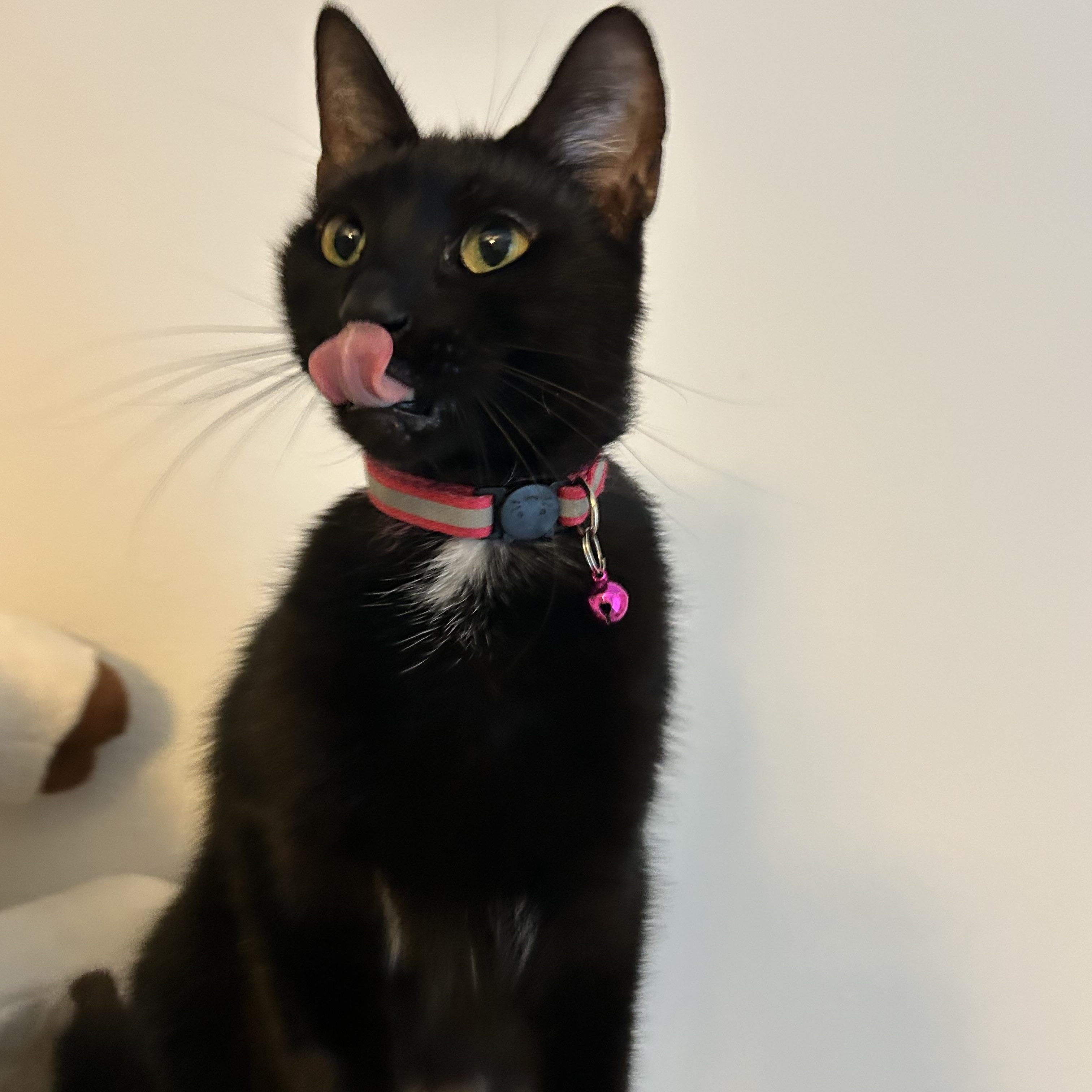 Enlarge Chocolita, a ADOPTABLE mixed breed in Brattleboro, VT image 1/6