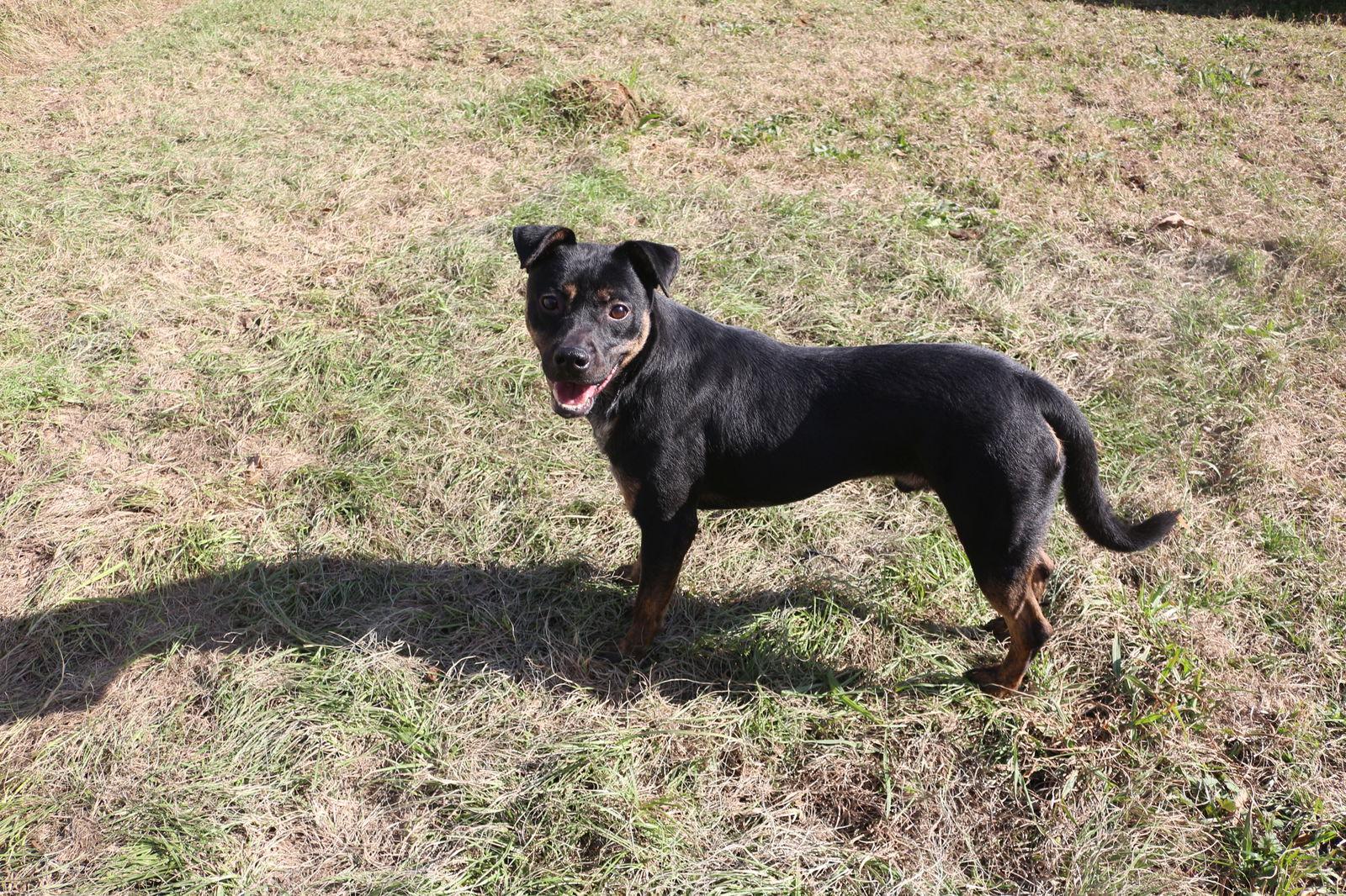 Star Crunch, a Adoptable Mixed Breed in Jackson, MS image 1/6