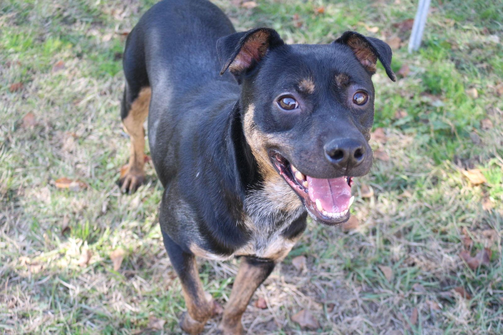 Star Crunch, a Adoptable Mixed Breed in Jackson, MS image 2/6