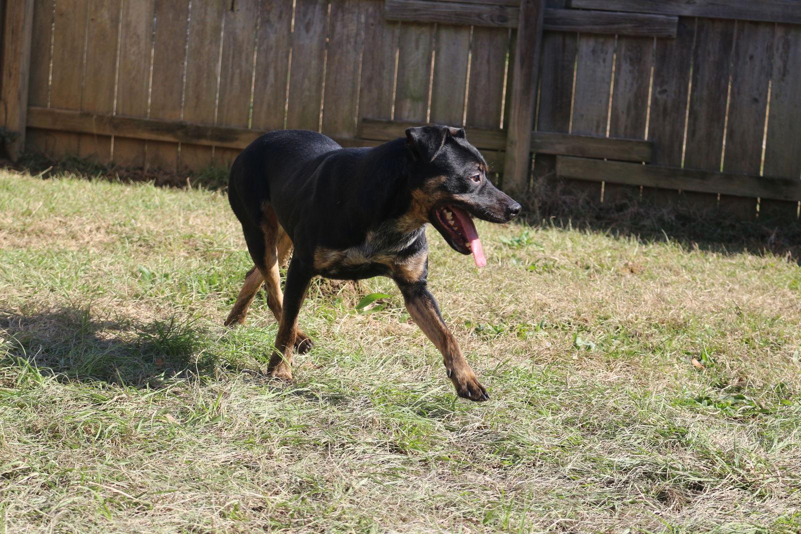 Star Crunch, a Adoptable Mixed Breed in Jackson, MS image 3/6