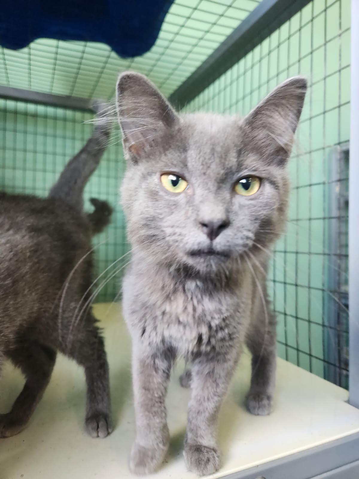 Lavender, Adoptable, Young Male Domestic Medium Hair.