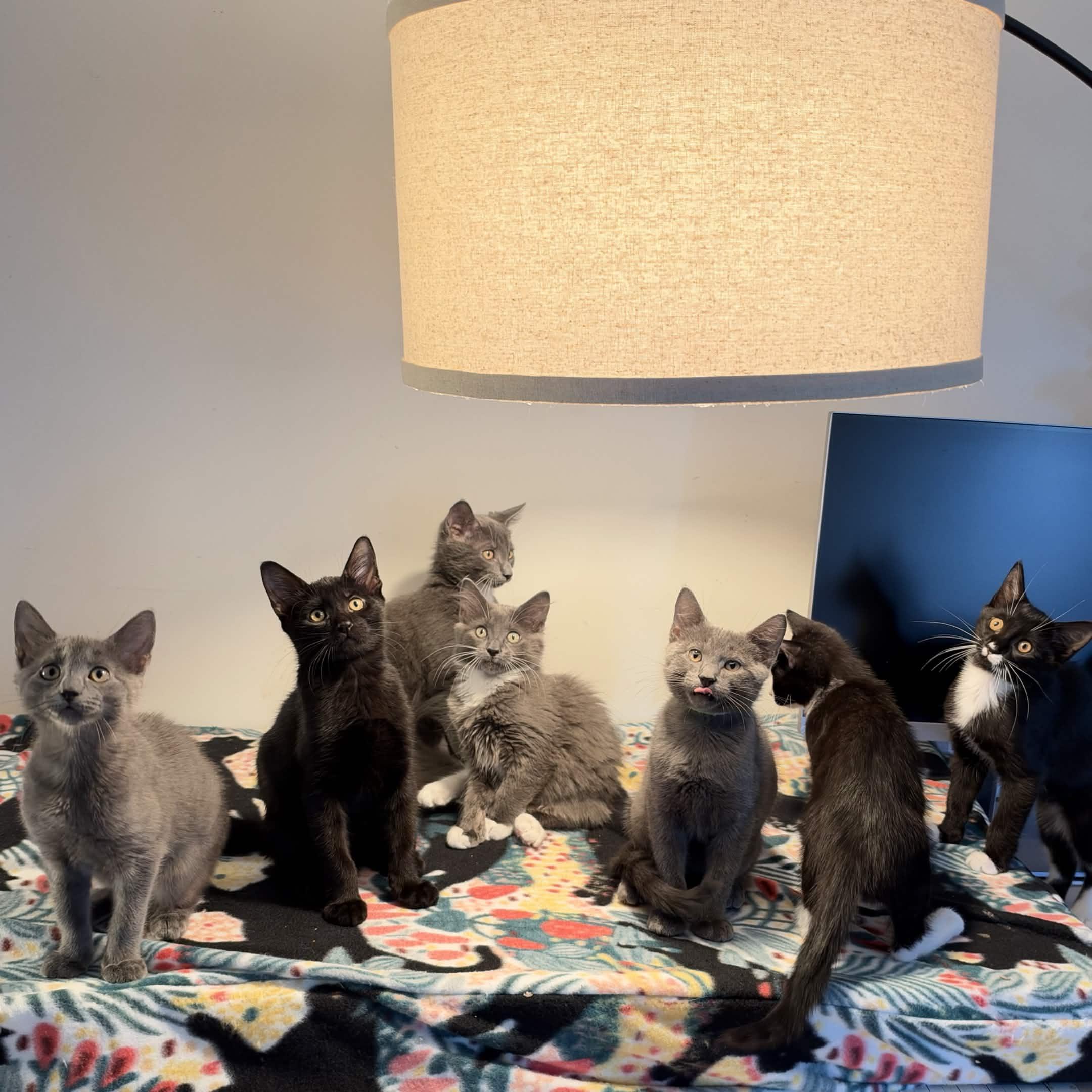 Splash, Tempest, Misty, Pani, Adoptable, Kitten Female Domestic Short Hair & Domestic Medium Hair.