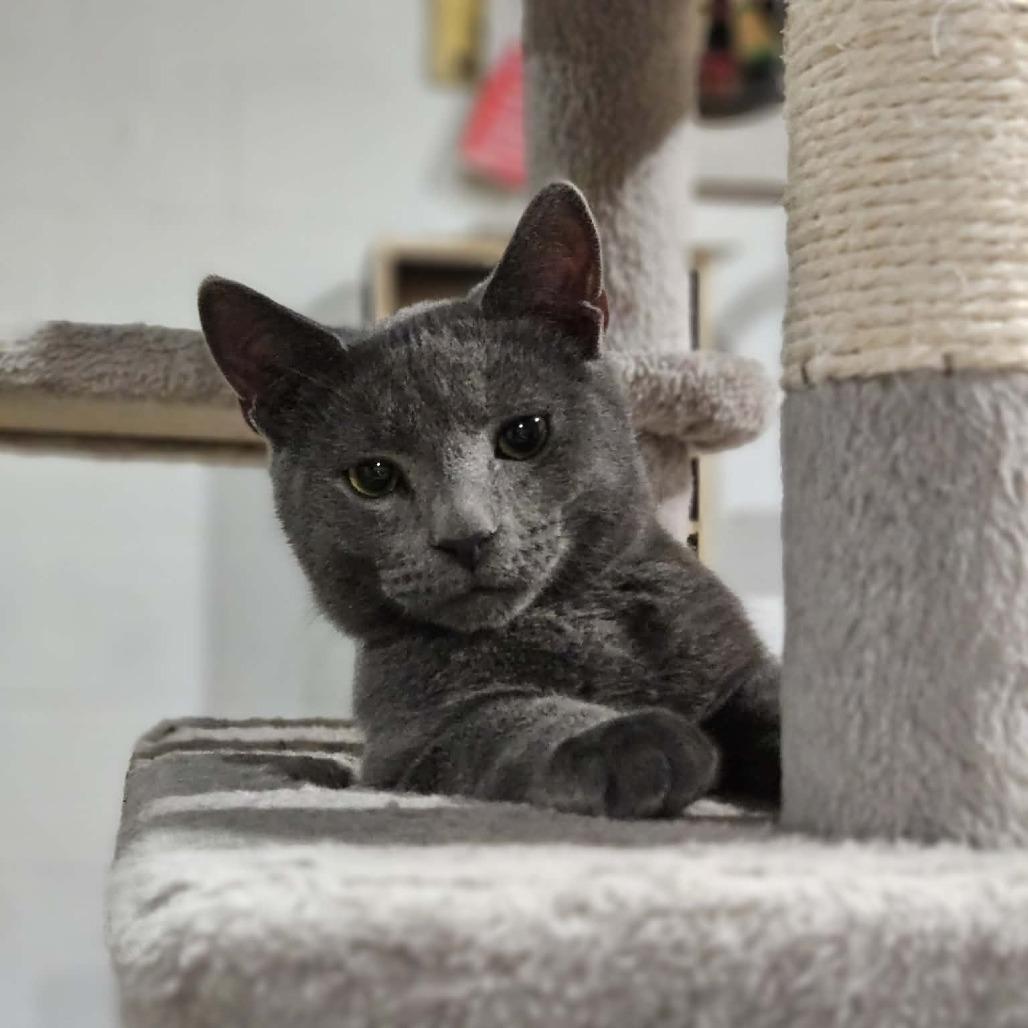 Maverick, Adoptable, Young Male Domestic Short Hair.