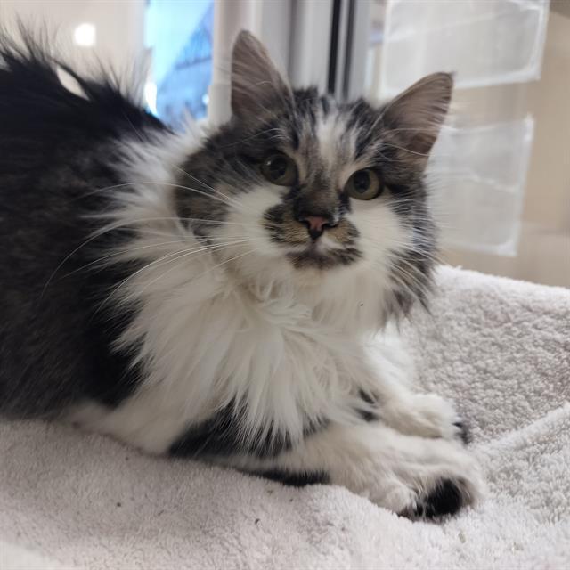 Enlarge SCHMUTZIE, a Adoptable Domestic Long Hair in Pueblo, CO image 1/1