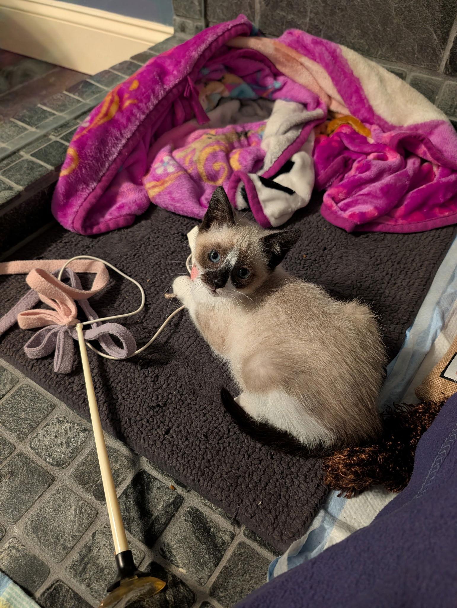 Enlarge Joseph, a Adopted mixed breed in Buford, GA image 1/3