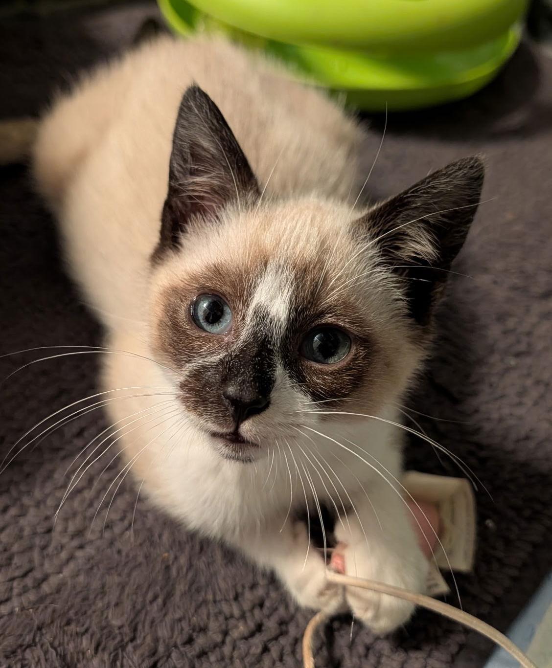 Enlarge Joseph, a Adopted mixed breed in Buford, GA image 3/3