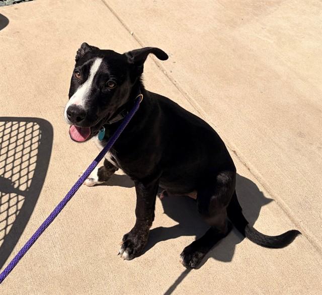 GERANIUM, Adoptable, Puppy Male Labrador Retriever & Mixed Breed.