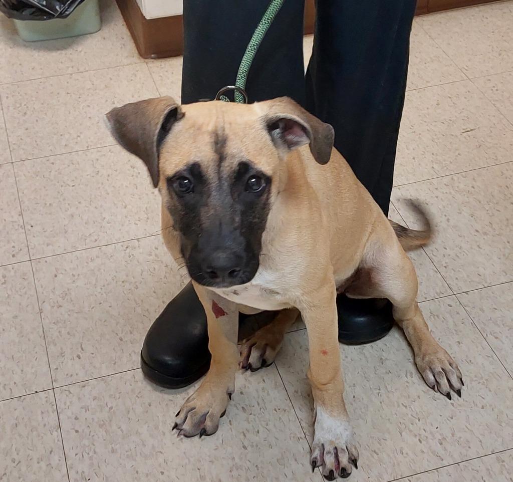 Janet, a Adoptable mixed breed in Mocksville, NC image 1/4