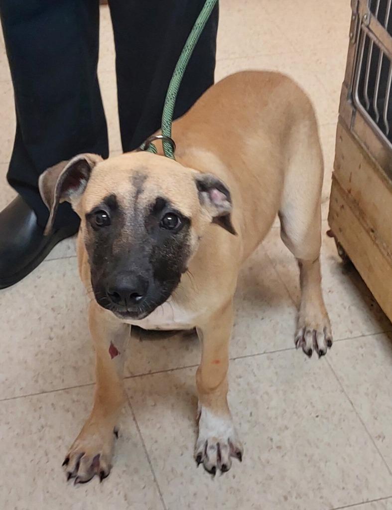 Janet, a Adoptable mixed breed in Mocksville, NC image 2/4