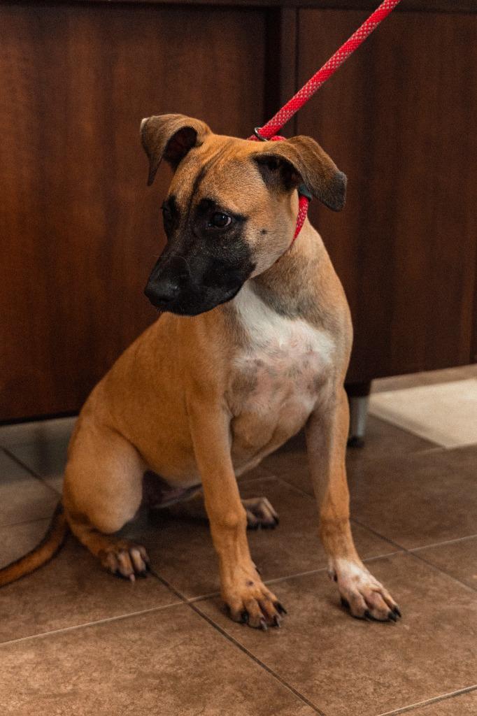 Janet, a Adoptable mixed breed in Mocksville, NC image 3/6