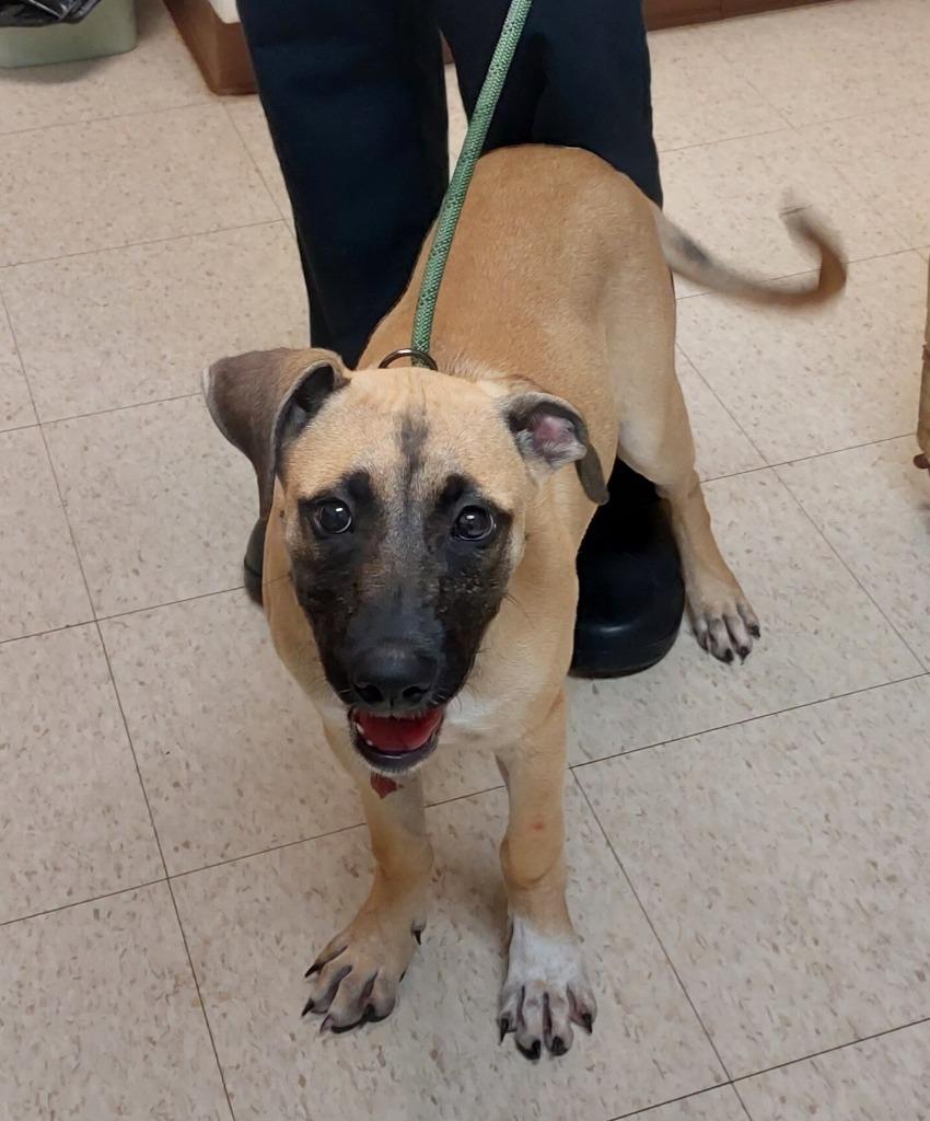 Janet, a Adoptable mixed breed in Mocksville, NC image 3/4