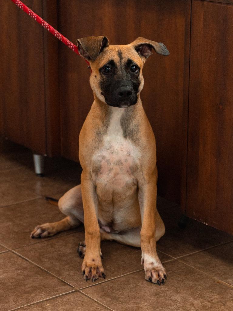 Janet, a Adoptable mixed breed in Mocksville, NC image 5/6