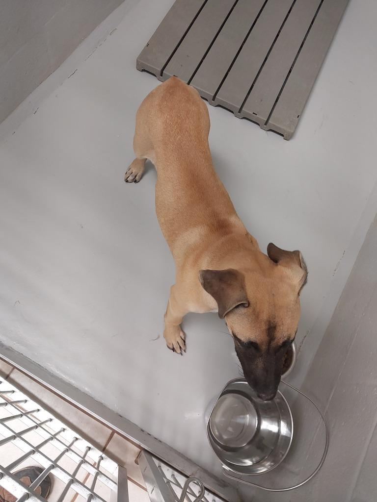 Janet, a Adoptable mixed breed in Mocksville, NC image 4/4