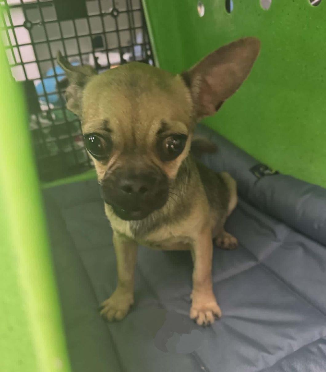 Malbeca, adopted, Puppy Female Chug.
