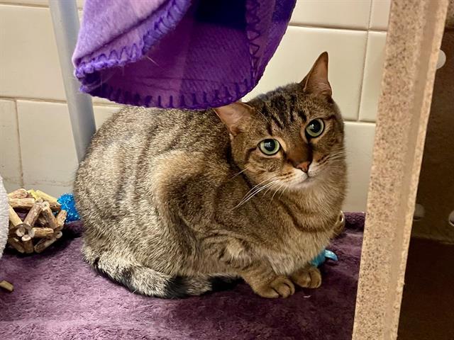 HAZELNUT, Adoptable, Adult Female Domestic Short Hair.