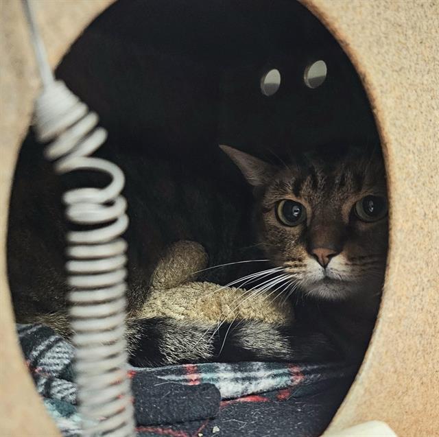 Enlarge HAZELNUT, a Adoptable Domestic Short Hair in Clyde, NC image 1/1