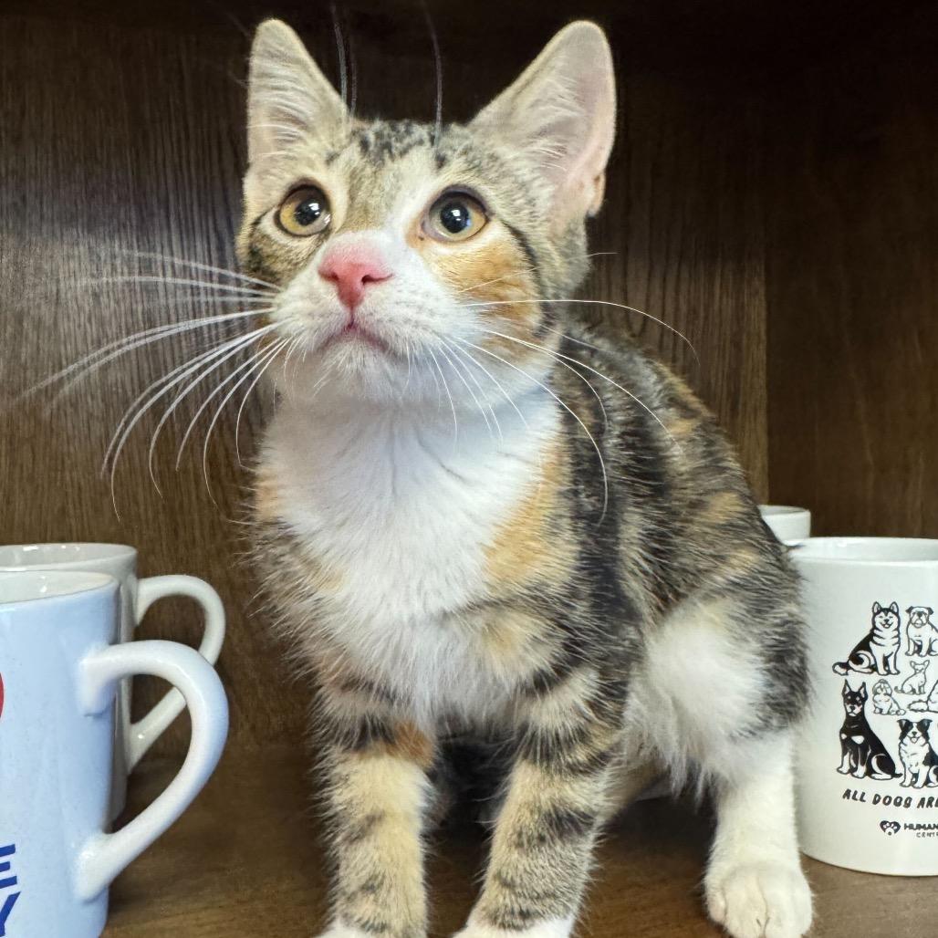 Enlarge Boba, a Adoptable Domestic Short Hair in Waco, TX image 1/2
