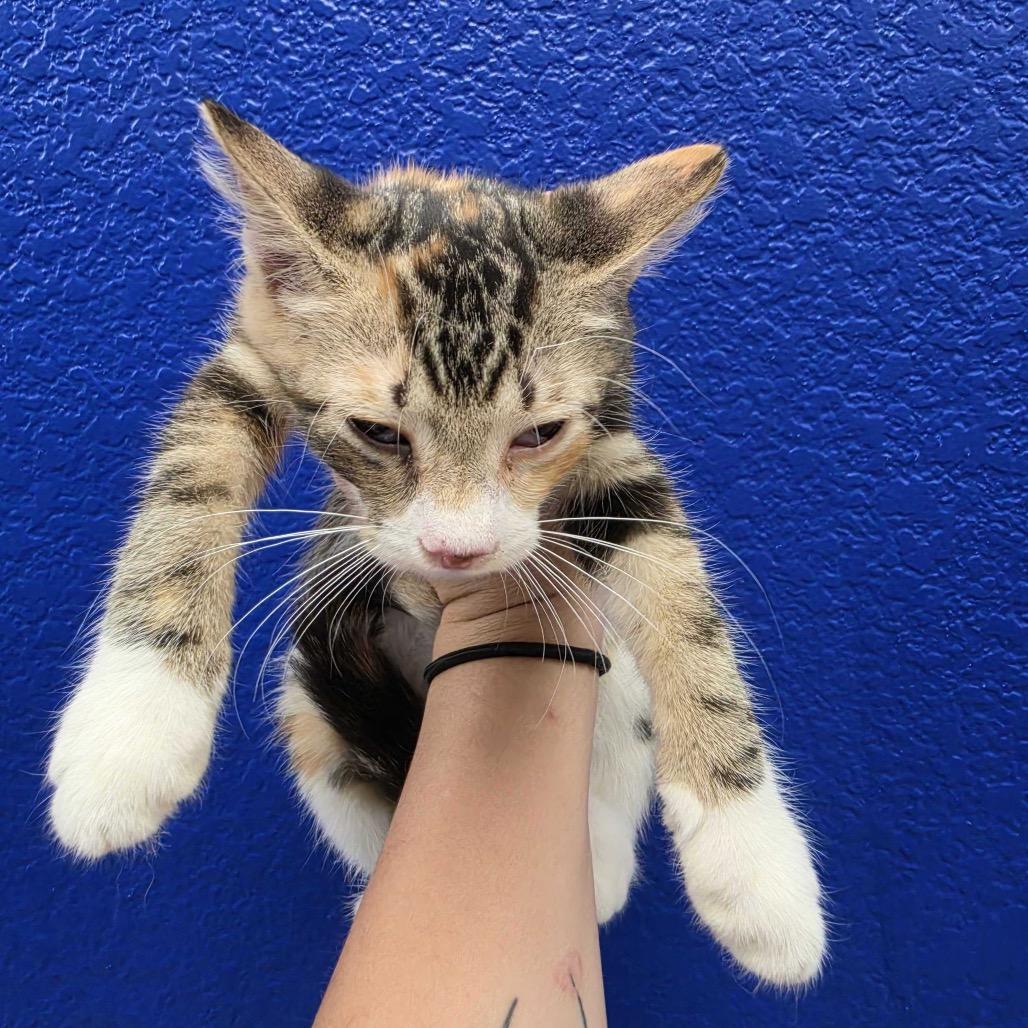Enlarge Boba, a Adoptable Domestic Short Hair in Waco, TX image 2/2