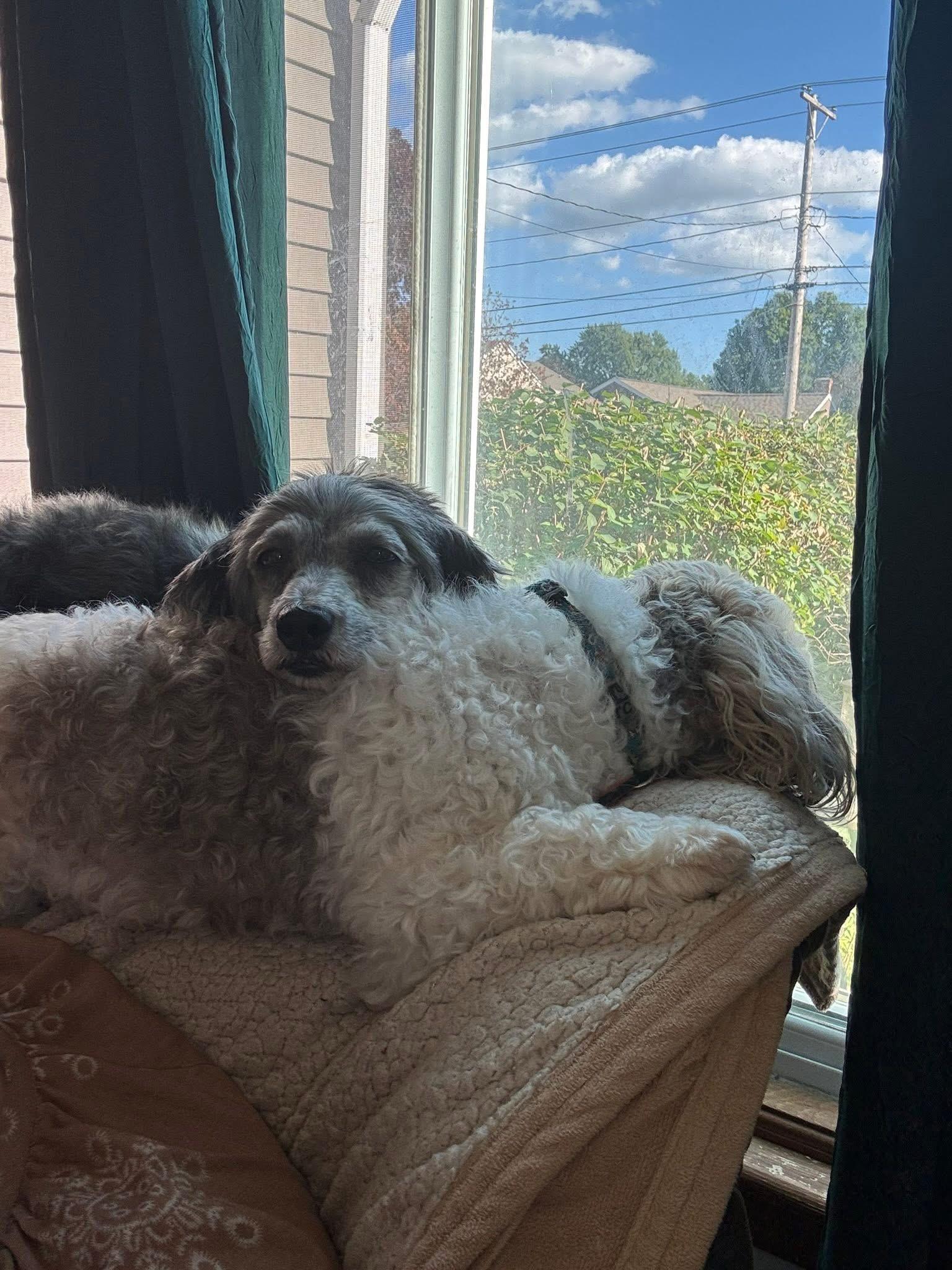 Enlarge Kelce in Little Chute, Wisconsin , a ADOPTABLE Havanese in Livonia, MI image 5/6